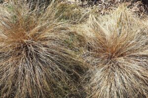 New Zealand hair sedge "Bronze"