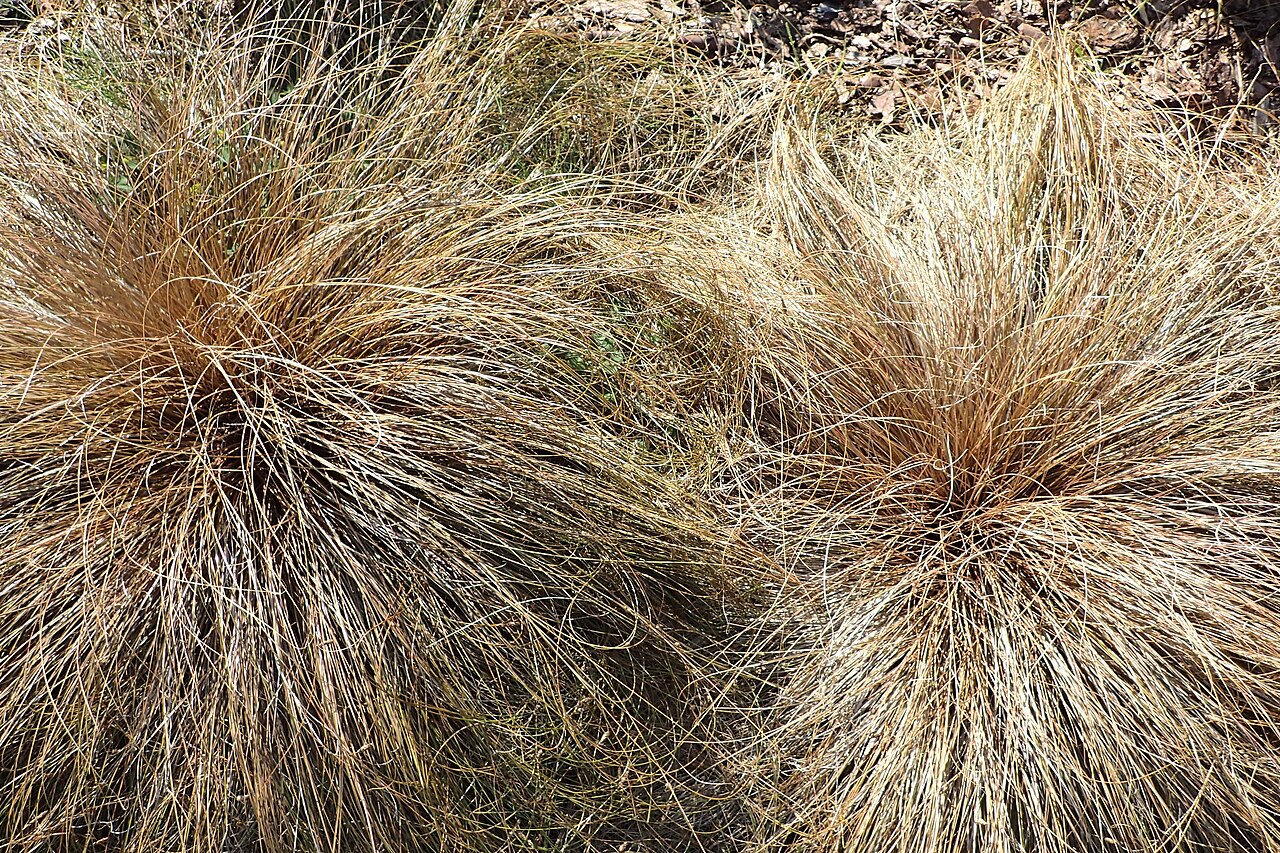 Carex comans "Bronze"