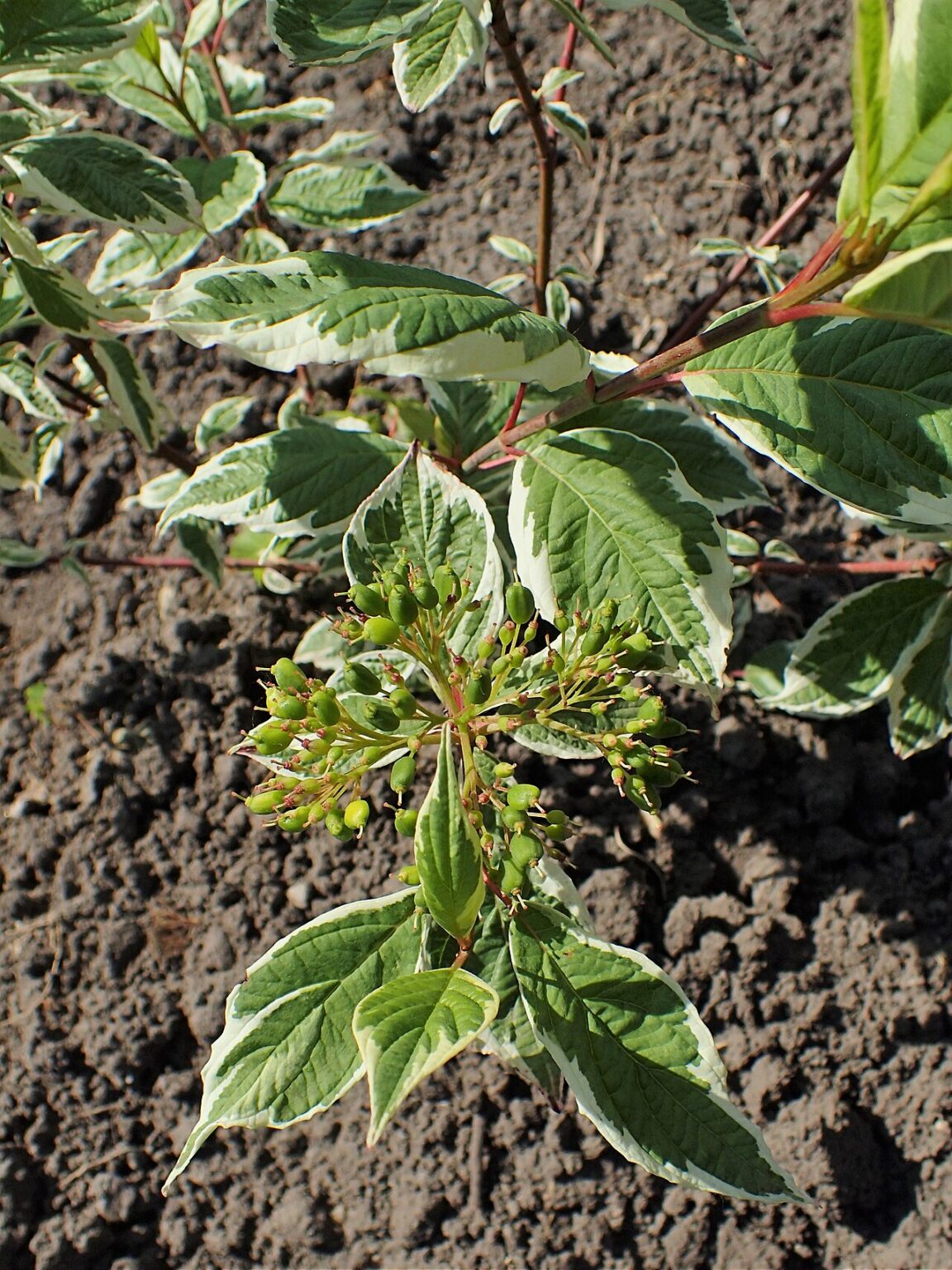 White dogwood "Sibirica Variegata" 18 cm pot