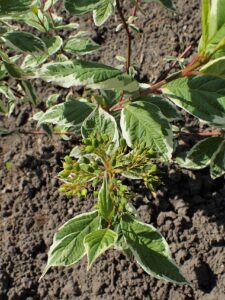 Cornus alba "Sibirica Variegata" 18 cm pott