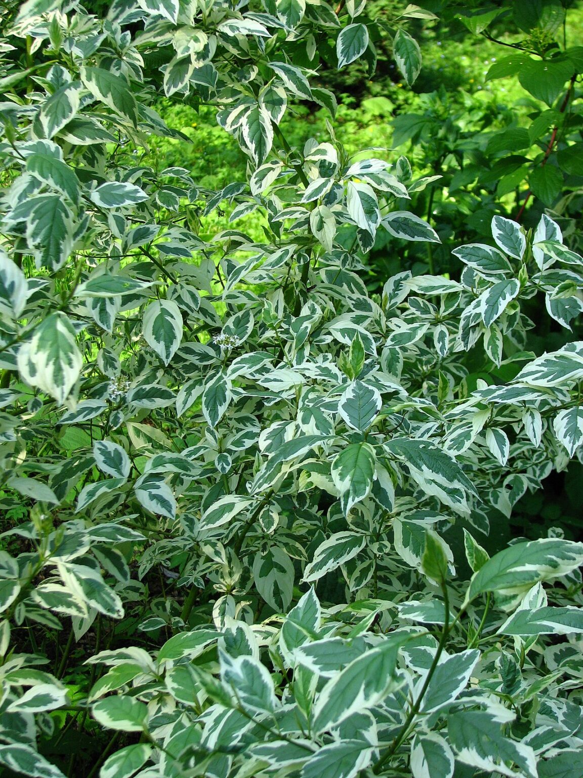 Cornus alba "Argenteomarginata" 20 cm ruukku