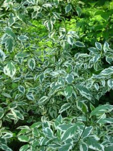 Cornus alba "Argenteomarginata" 20 cm pott