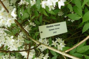 Deutzia rosea