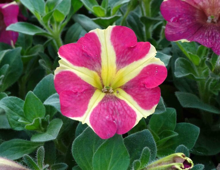 Petunia hybrida "Amore Queen of Hearts"