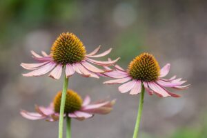 Echinacea purpurea moench
