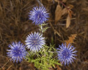 Echinops ritro