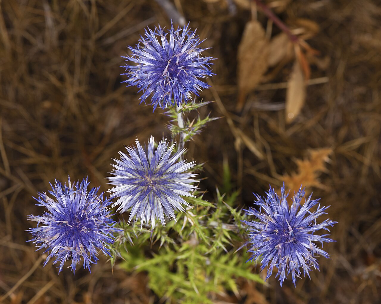 Echinops ritro
