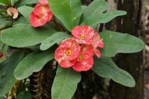 Euphorbia Maxi Olympia