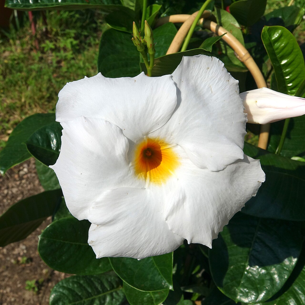 Mandevilla (Dipladenia) 13cm pott