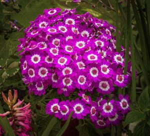 Pericallis