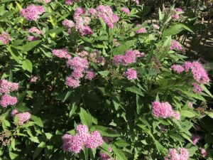 Spiraea japonica "Little Princess" 25 cm pott