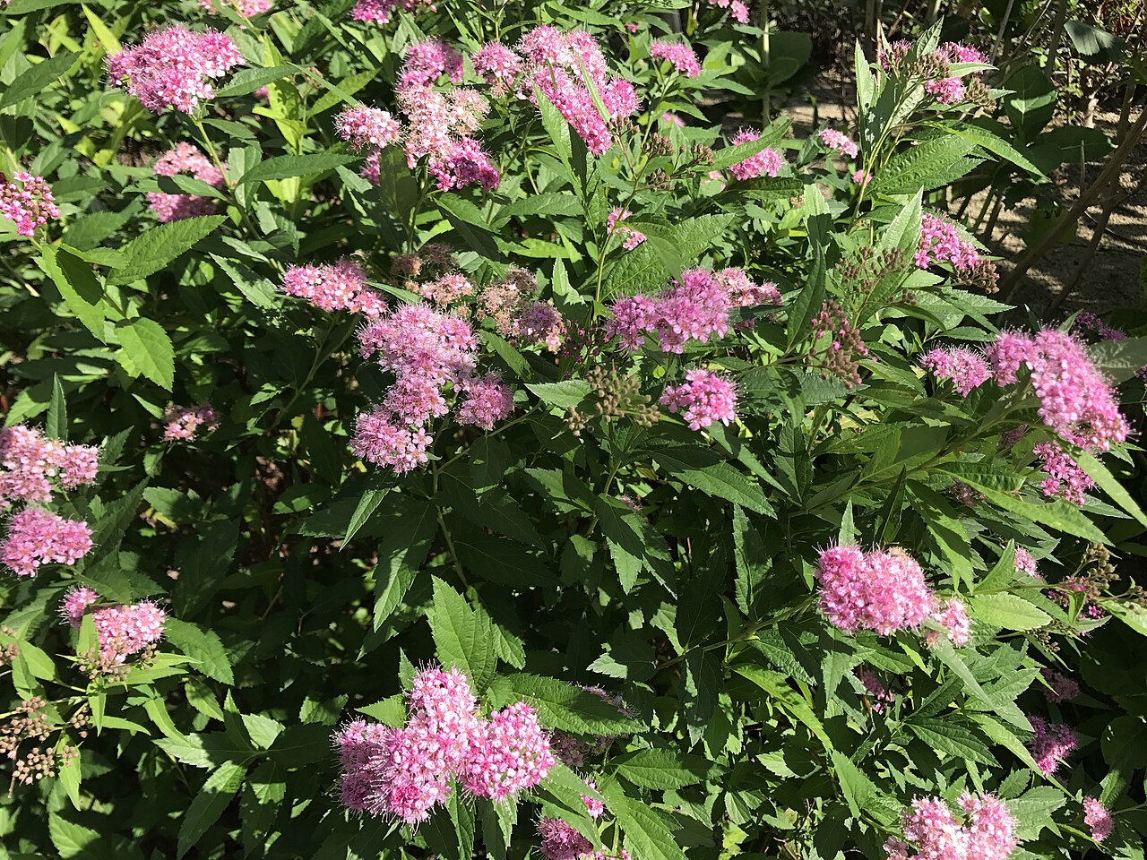 Spiraea japonica "Little Princess" 25 cm ruukku