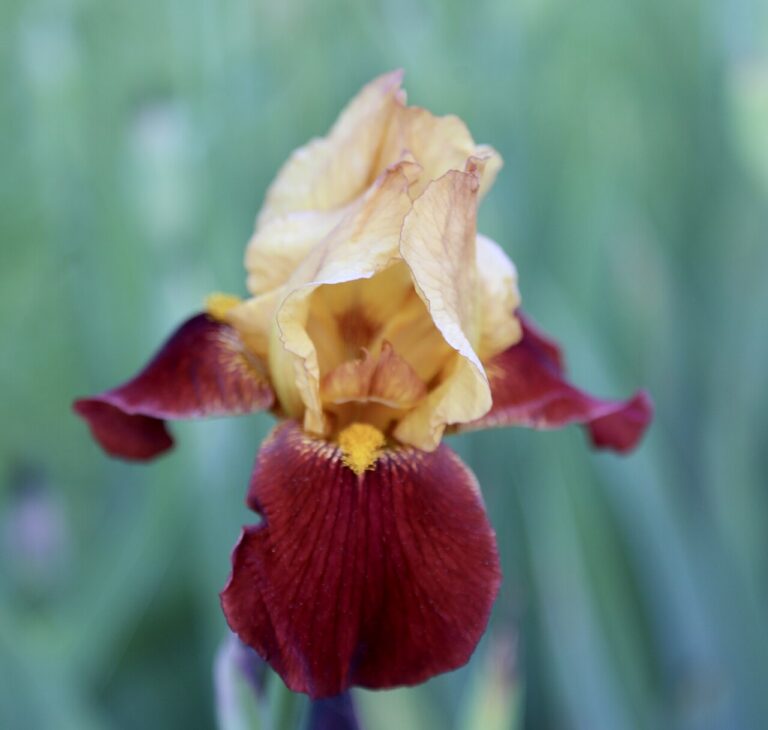 Iris GERMANIVA RED