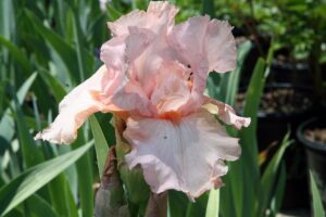 Iris GERMANICA PINK