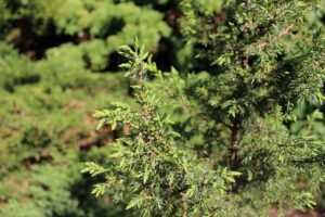Juniperus communis "Cracovica" 20 cm pot
