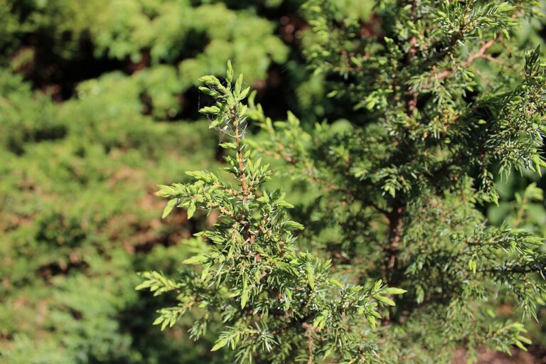 Juniperus communis "Cracovica" 20 cm pods