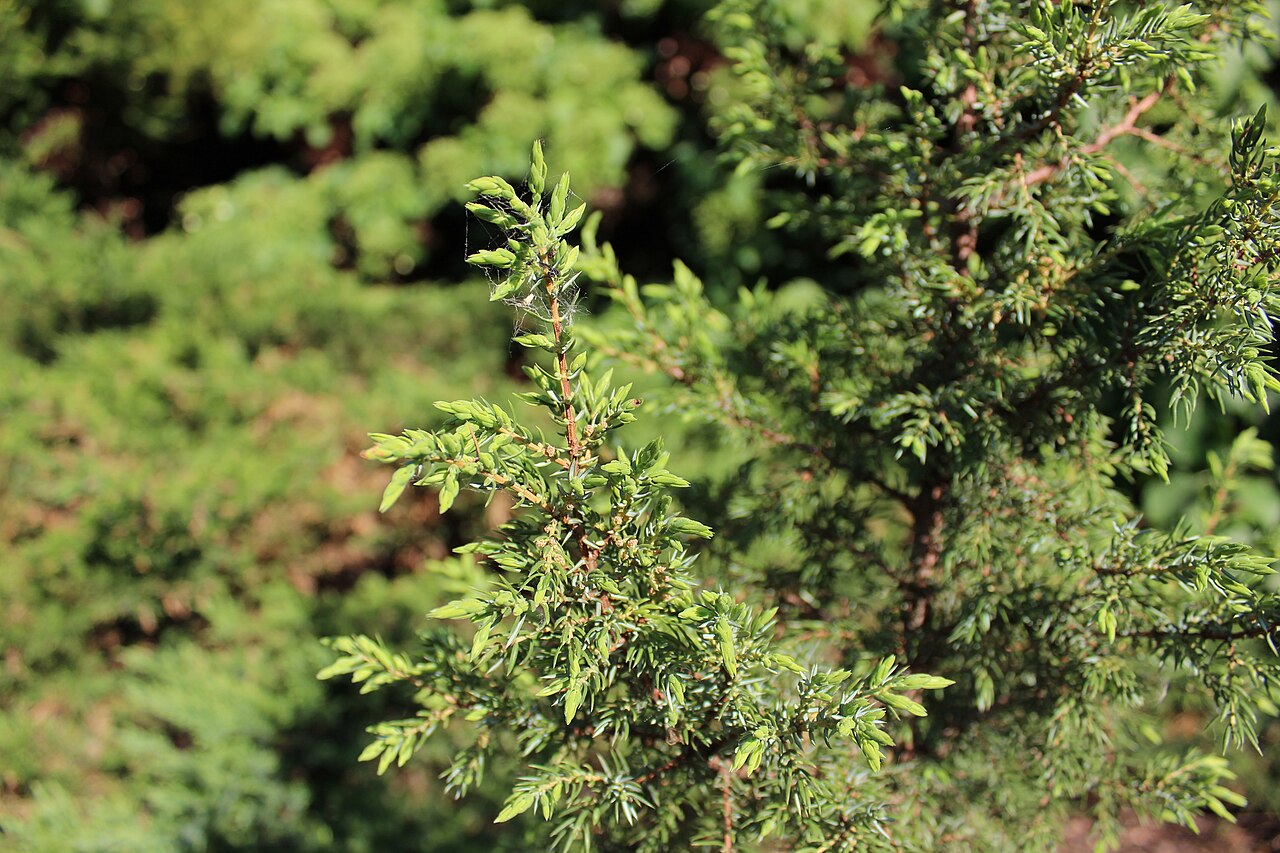 Juniperus communis "Cracovica" 20 cm pods