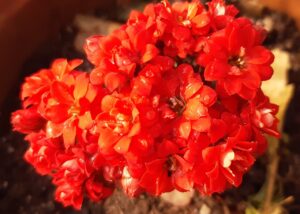 Kalanchoe Ge Perfecta Red