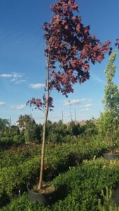 Acer platanoides "Royal Red"