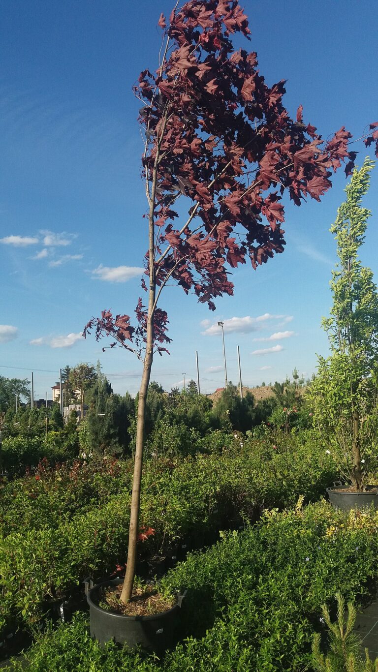 Acer platanoides "Royal Red"