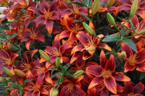 Lilium azjatic FOREVER SUSAN