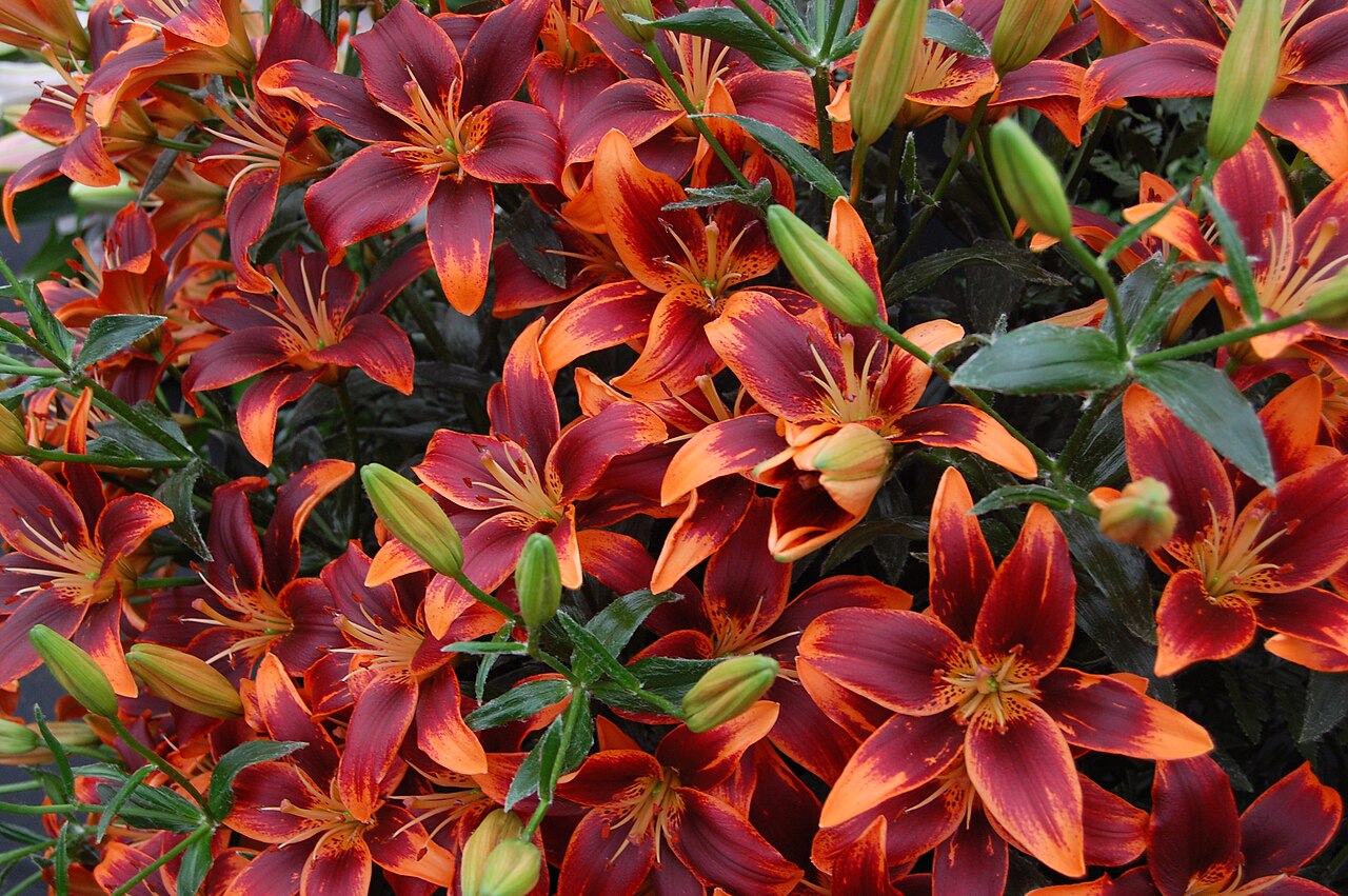 Lilium azjatic FOREVER SUSAN