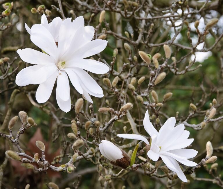 Žvaigždinė magnolija (Magnolia stellata)