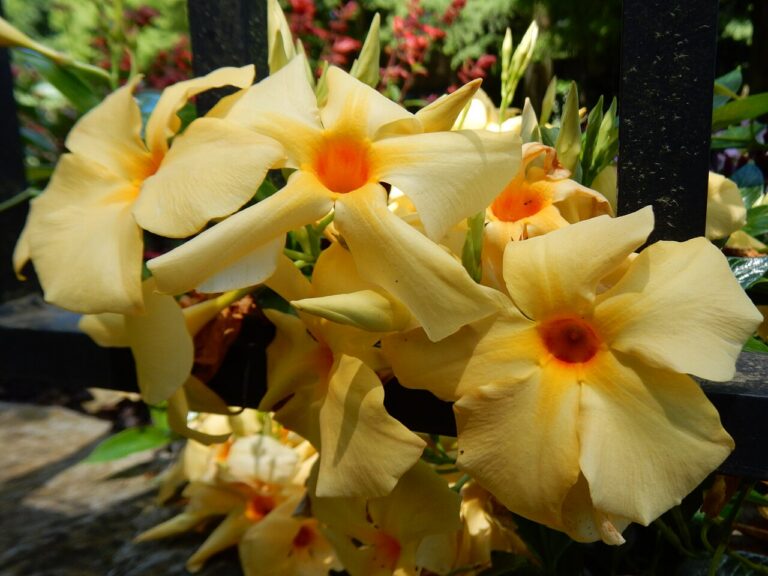 Mandevilla (Dipladenia) 17 cm vazonas