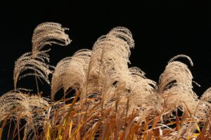 Miscanthus sinensis Early Hybrids