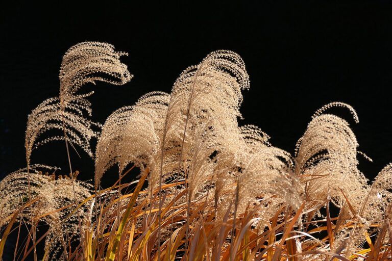 Miscanthus sinensis Early Hybrids