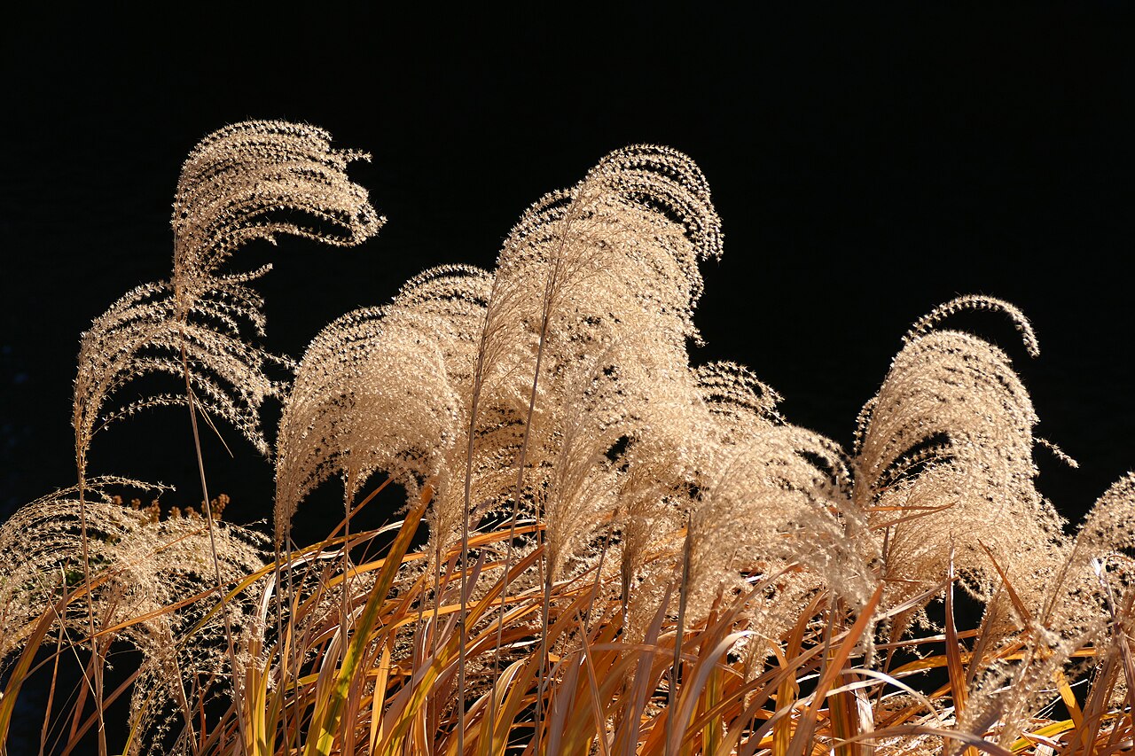 Miscanthus sinensis ankstyvieji hibridai