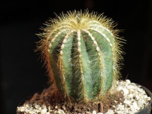 Parodia Warasii