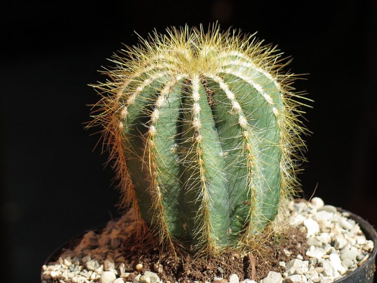 Parodia Warasii