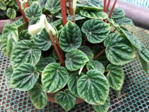 Peperomia caperata mišinys