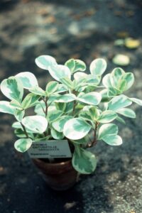 Peperomia Obtusifolia Variegata