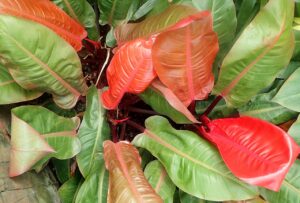 Filodendras "Prince of Orange"