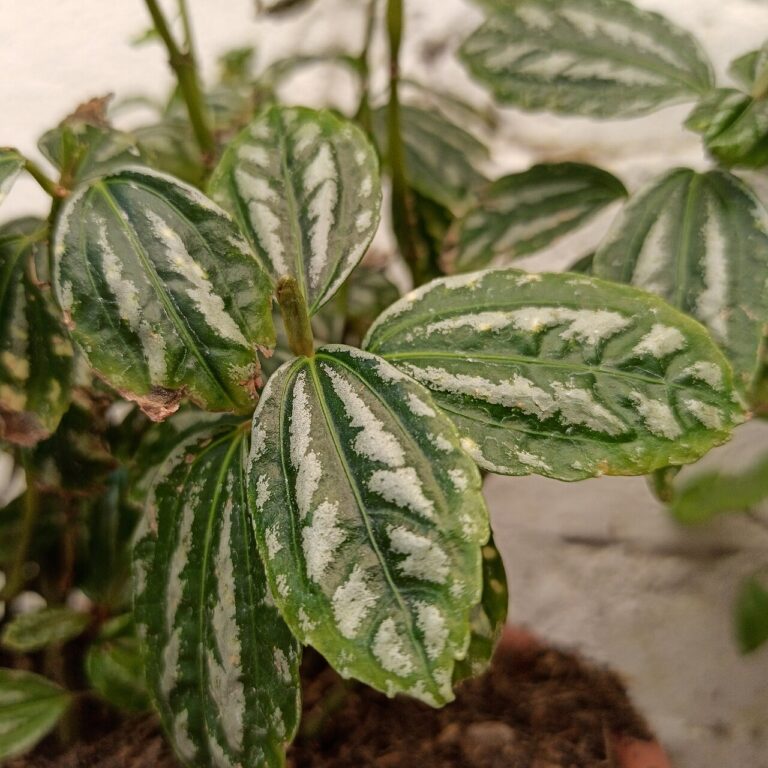 Pilea Cadierei "Aluminium"