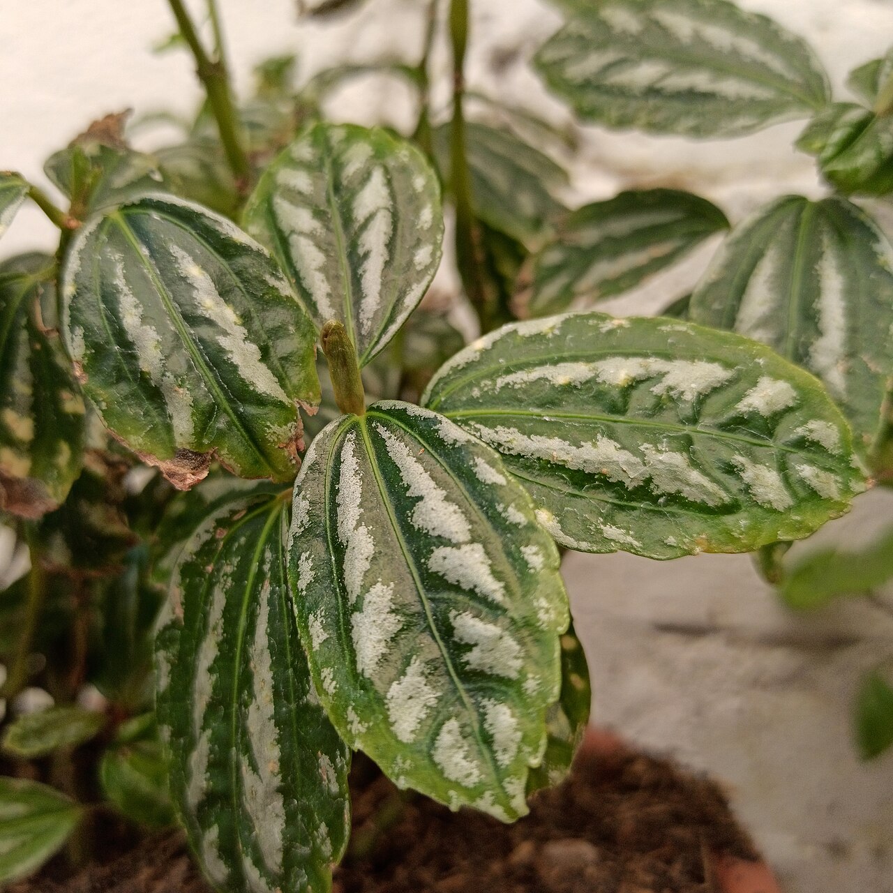 Pilea Cadierei "Aluminium"