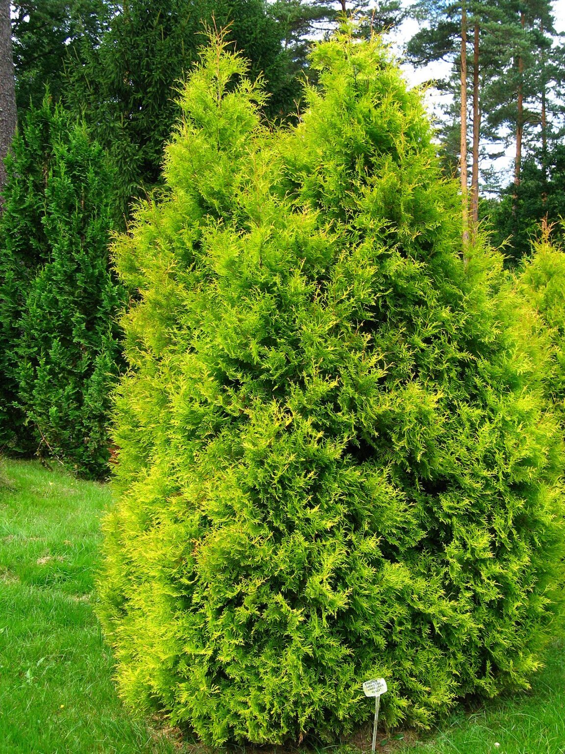 Thuja occidentalis "Aurea" 20 cm ruukku