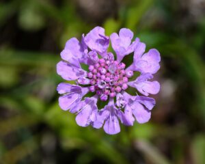 Scabiosa Columbaria