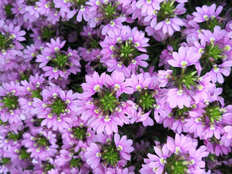 Scaevola sinine