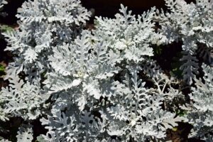 Senecio Cineraria