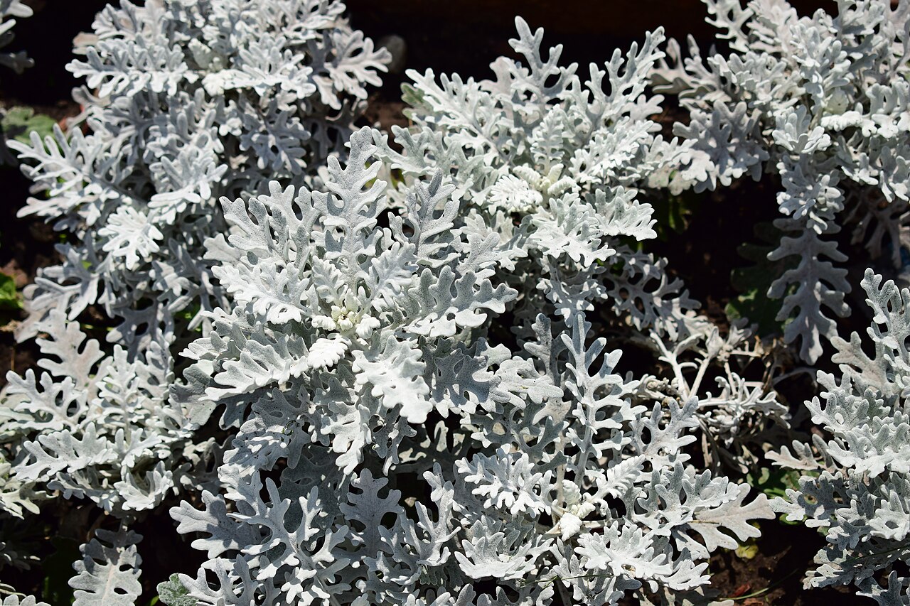 Senecio cinerārija