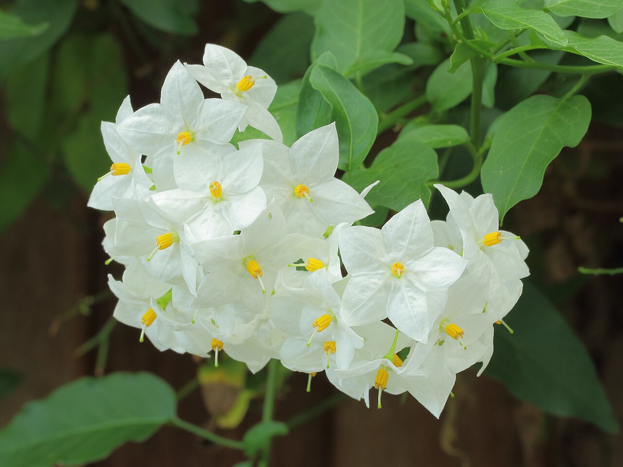 Паслён жасминовидный (Solanum jasminoides)