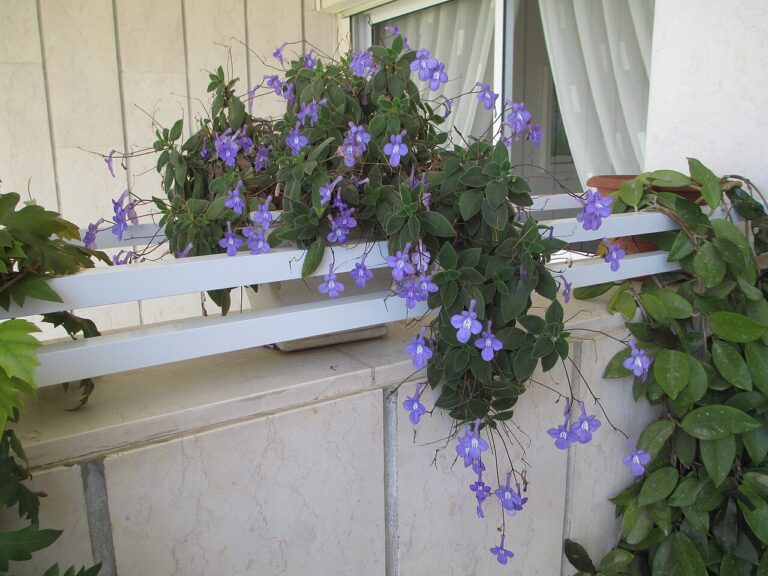 Streptocarpus Saxorum, riippuva