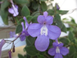 Streptocarpus Saxorum