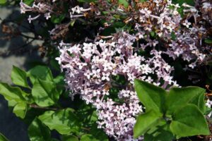 Syringa mey. "Palibin" tüvel 1,25m