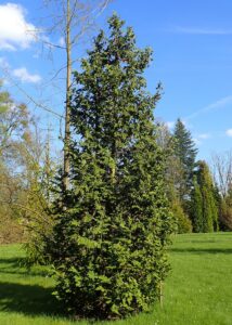Thuja occidentalis "Spiralis"