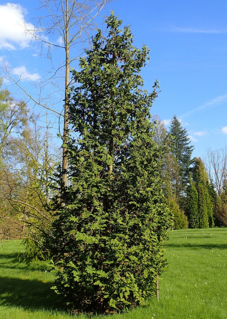 Thuja occidentalis "Spiralis"