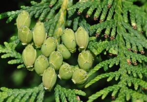 Eastern arborvitae